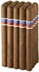 Flor de Oliva Gigante